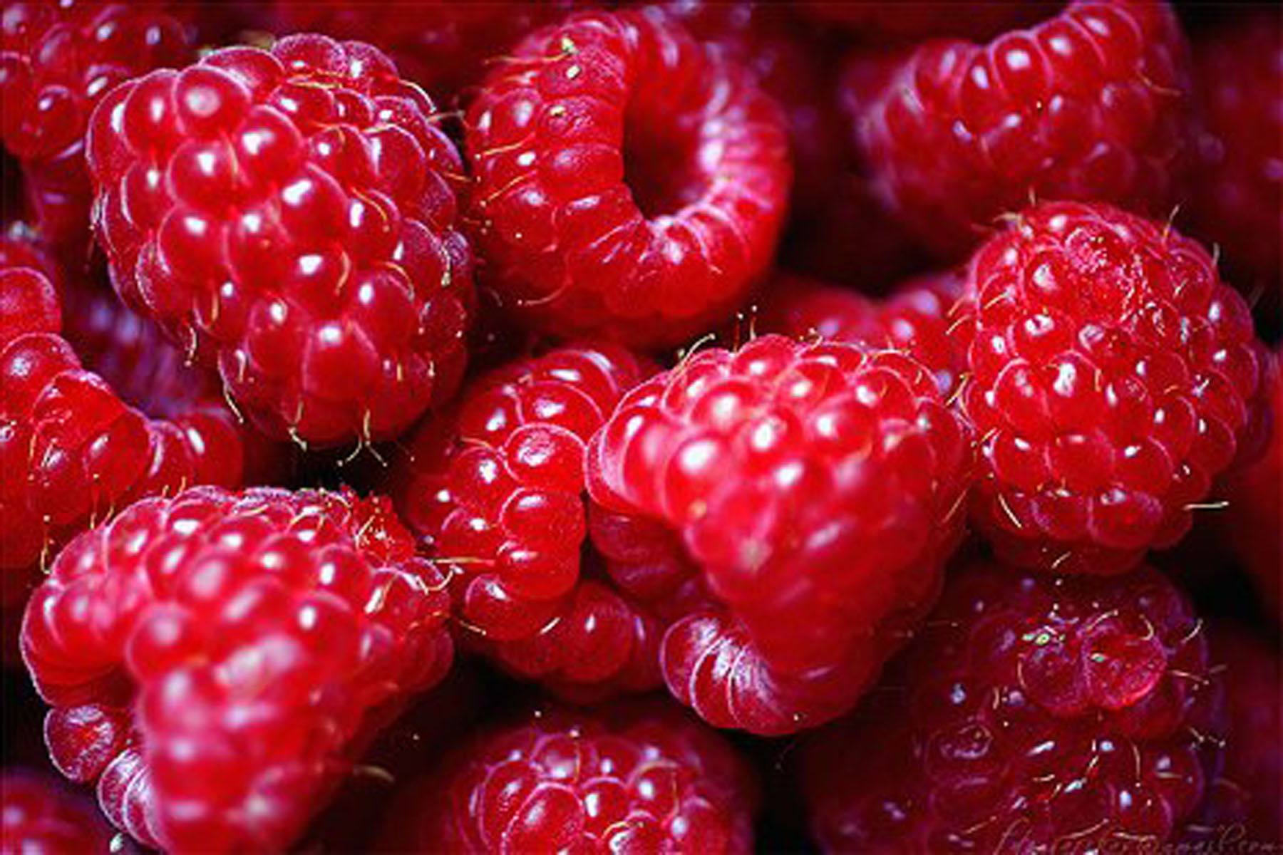 Are Raspberries Good For The Environment at Astrid York blog