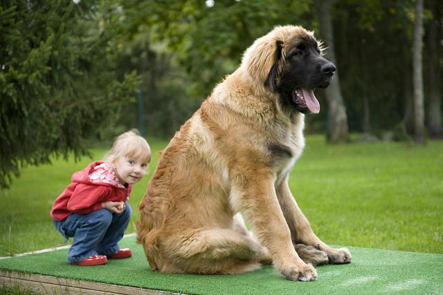 The Largest Dog Breeds in the World | HorizonTimes | Page 6