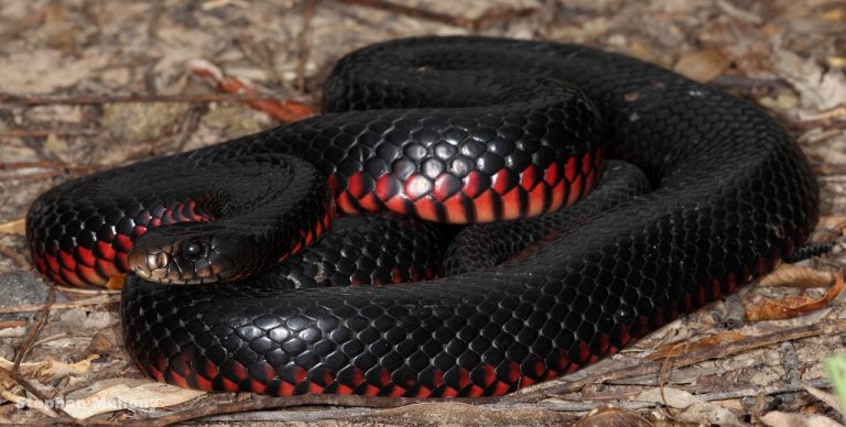 The Most Deadly Snakes In The World | HorizonTimes | Page 48