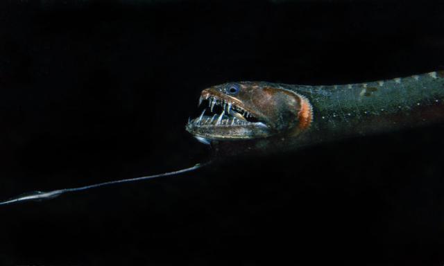 Pacific Blackdragon Fish