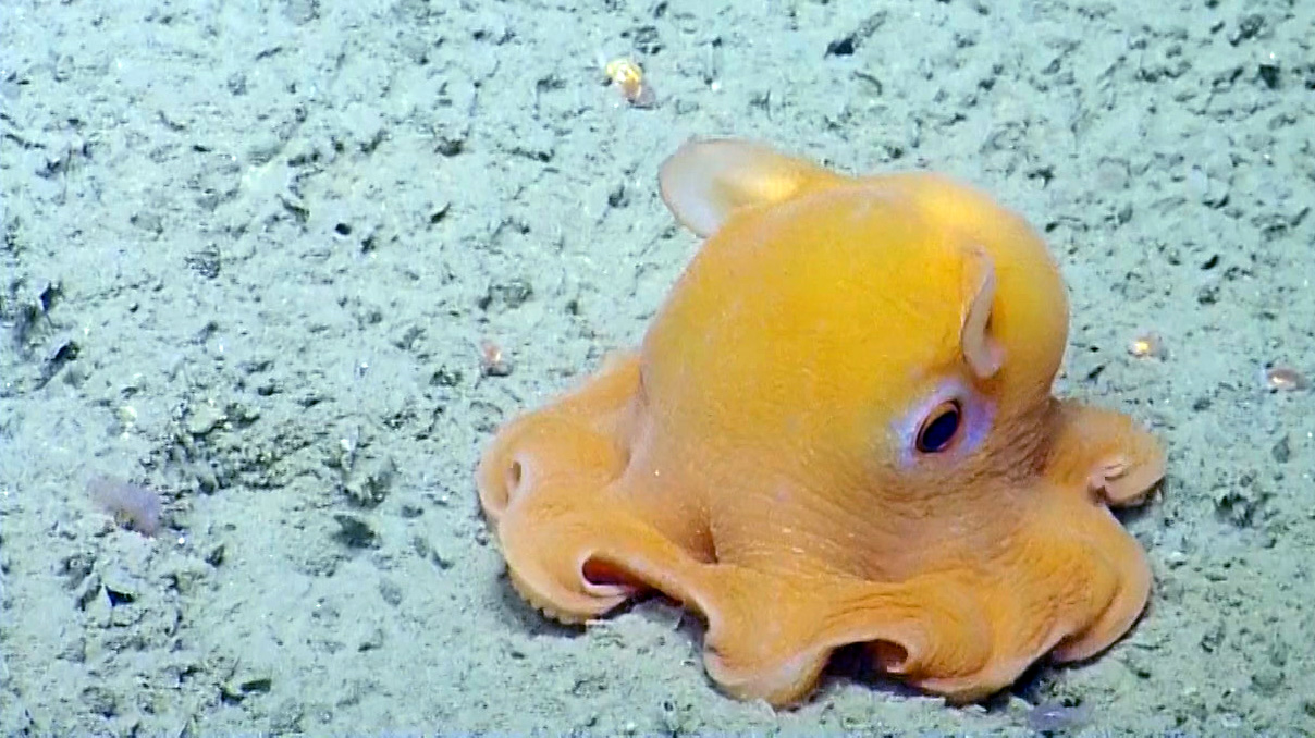 Dumbo Octopus