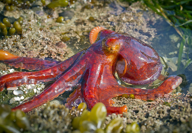 Red Octopus (Stauroteuthis Syrtensis)