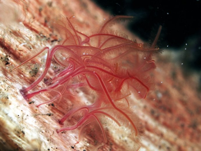 Zombie Worms (Osedax Roseus)