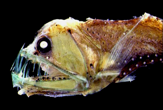 Sloane’s Viperfish