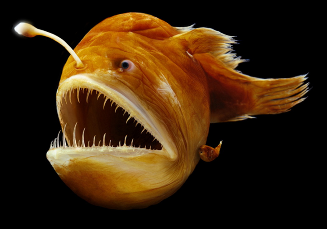 Humpback Anglerfish