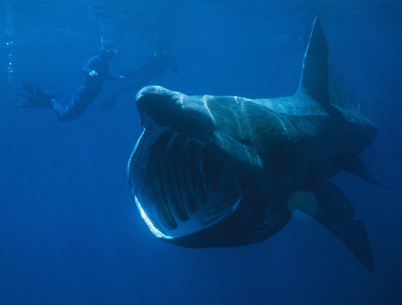 Megamouth Shark