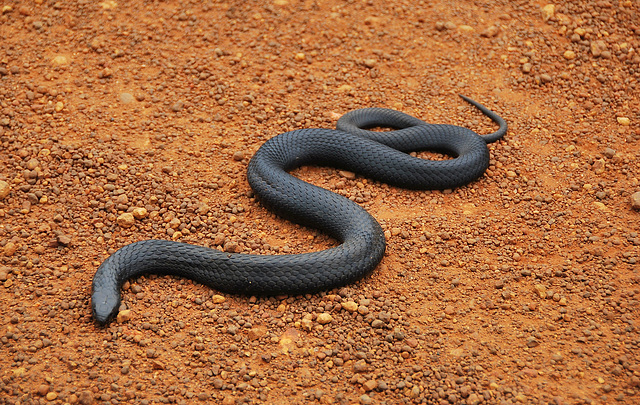 Black Tiger Snakes