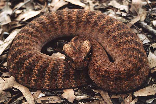 Death Adder