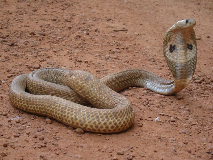 Indian Cobra