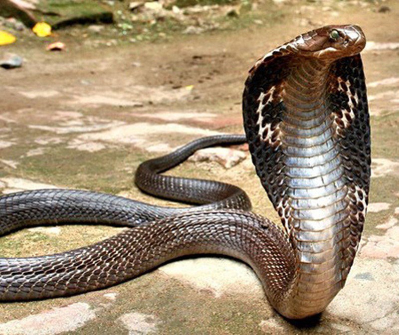 King Cobra