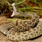 The Most Deadly Snakes In The World | HorizonTimes