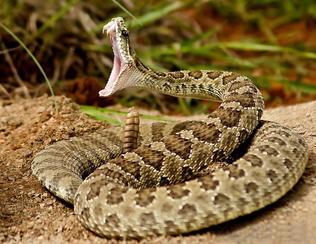 Rattlesnake