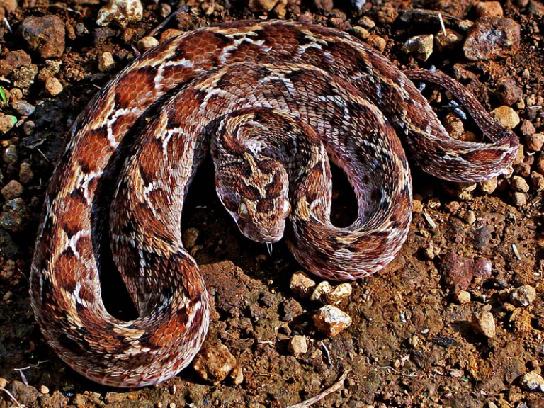 The Most Deadly Snakes In The World | HorizonTimes | Page 7