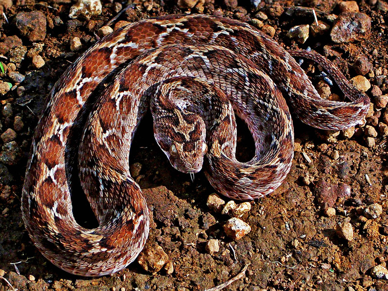 Saw Scaled Viper