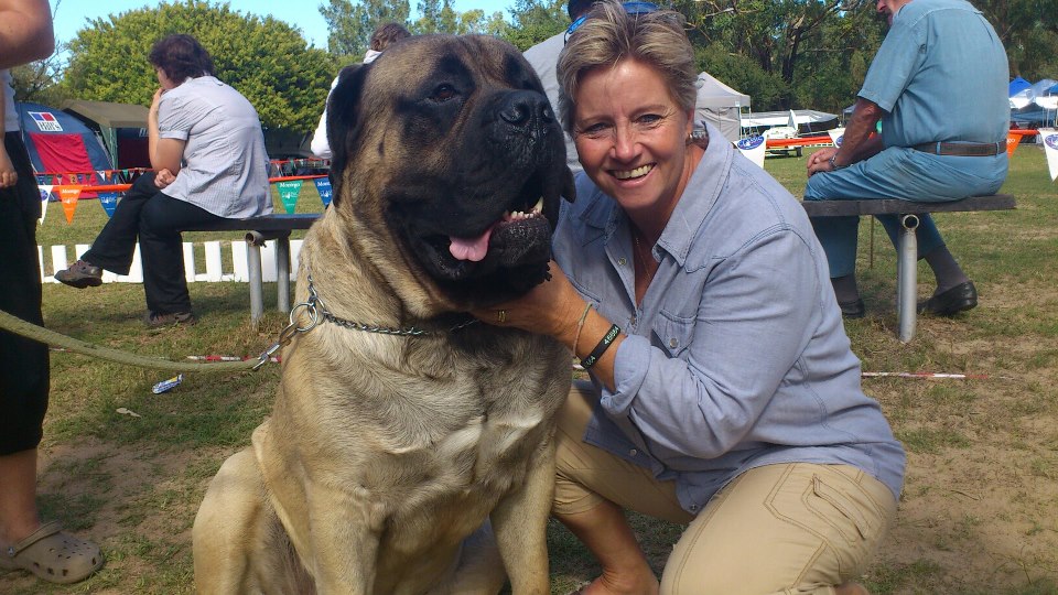 Boerboel