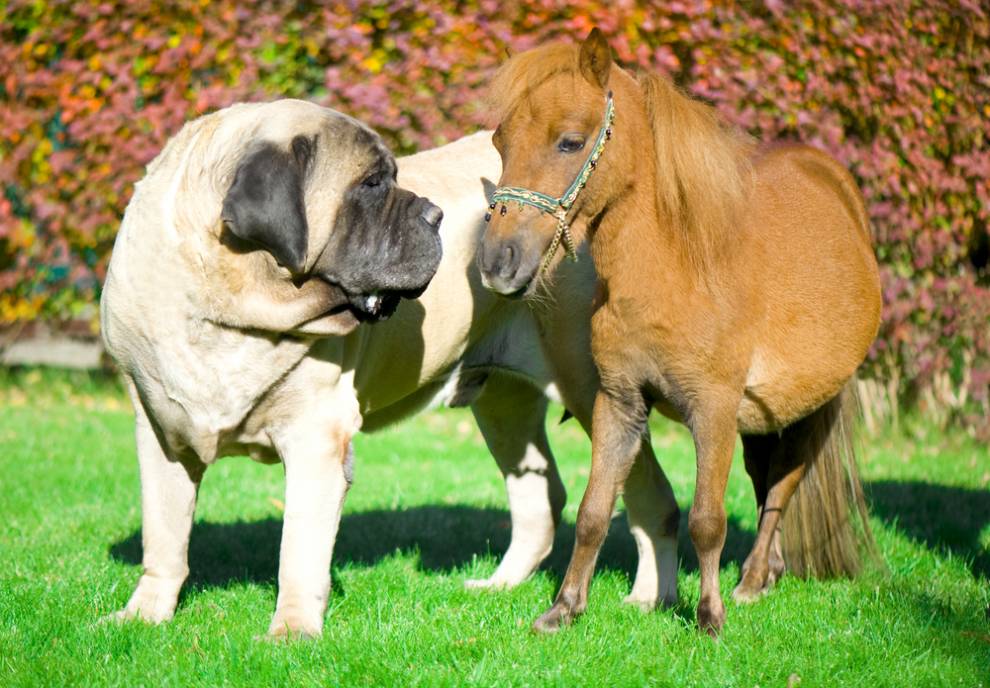 English Mastiff