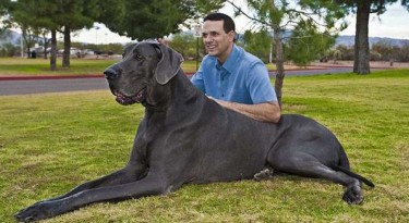 The Largest Dog Breeds in the World | HorizonTimes | Page 2