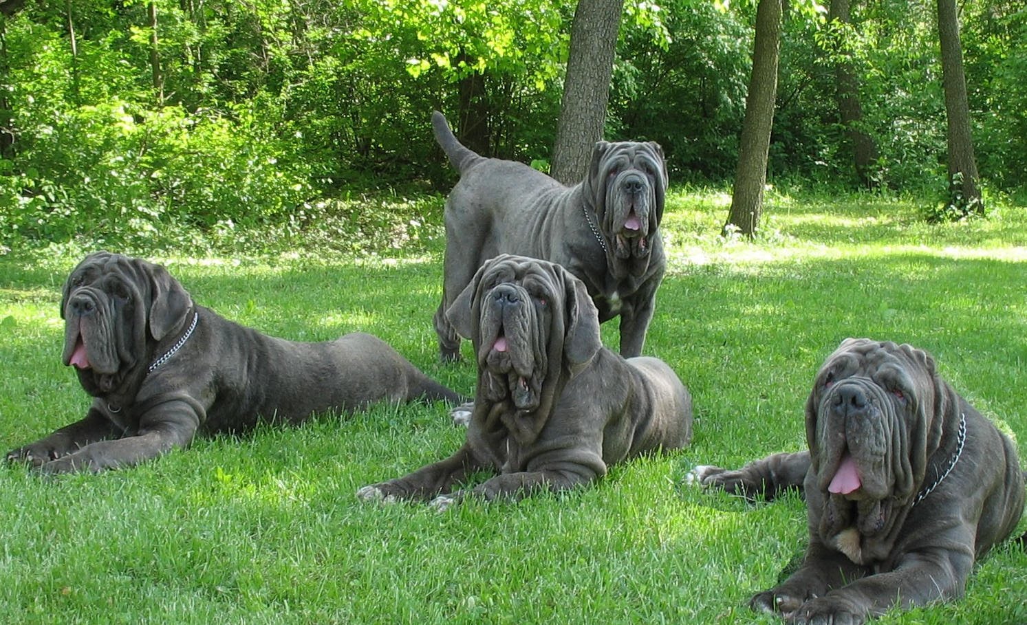 Neapolitan Mastiff