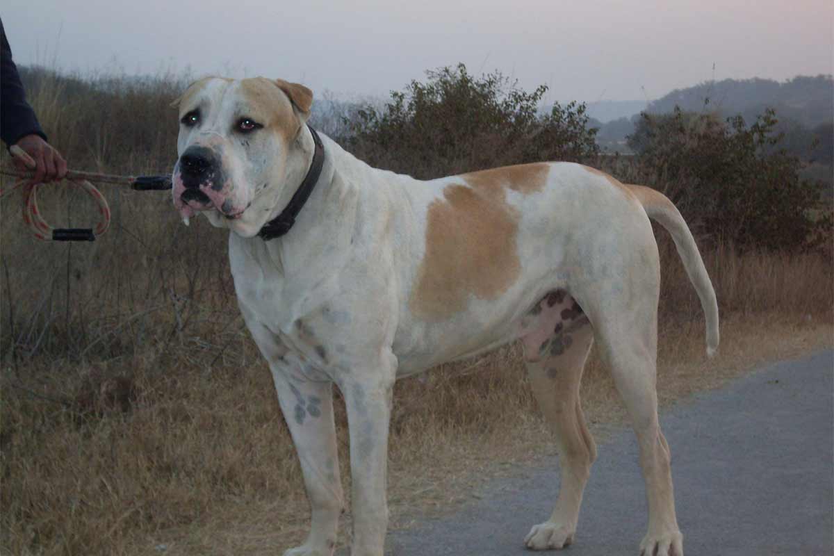 Pakistani Mastiff