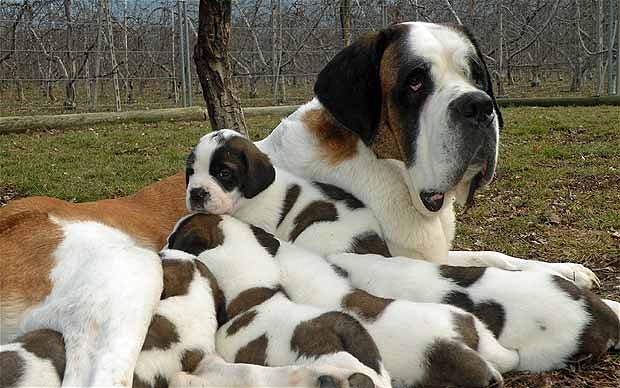 Saint Bernard