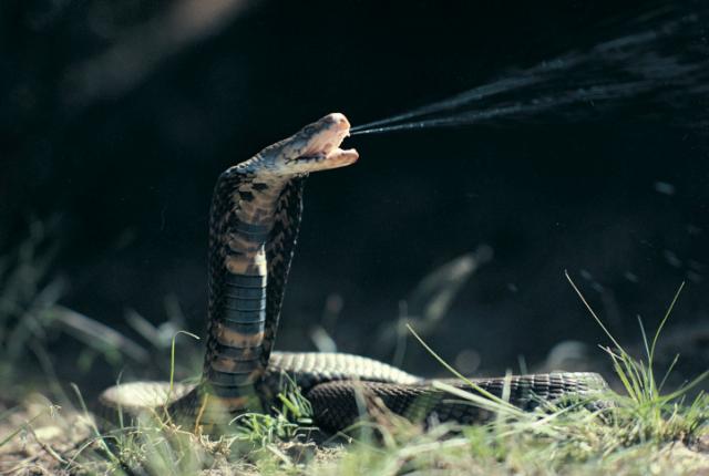 Spitting Cobras