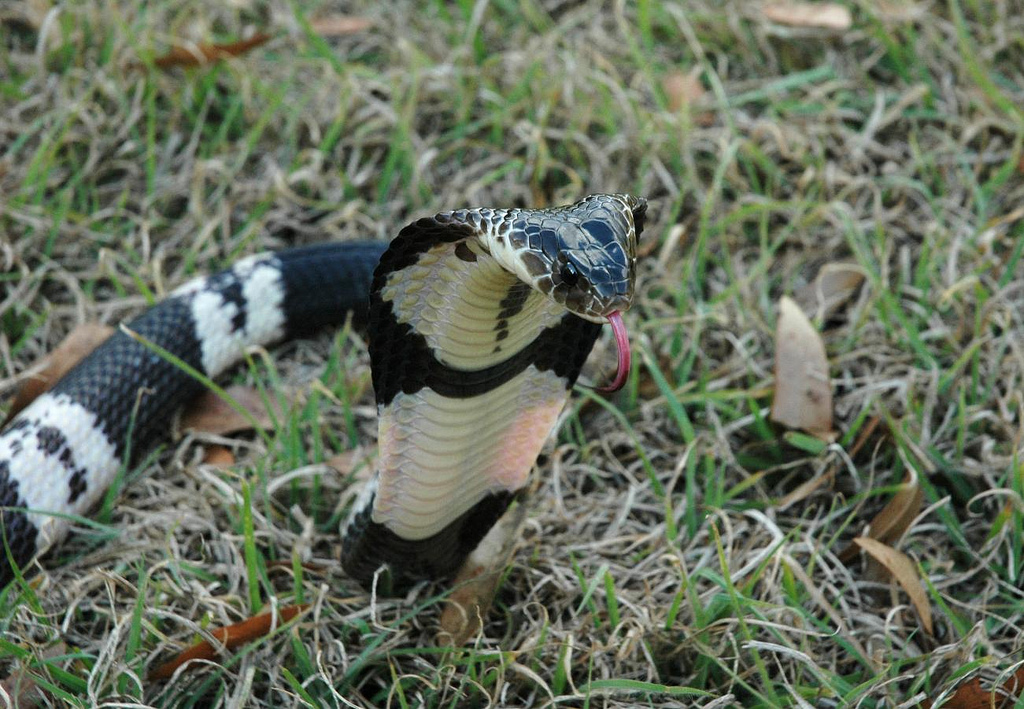 Indochinese Spitting Cobra