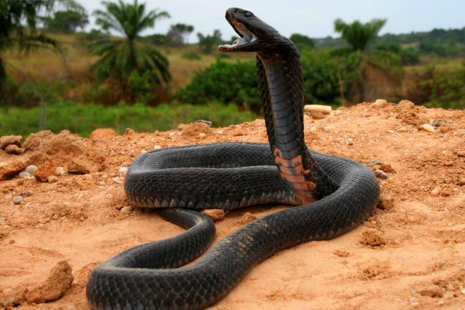 Black Necked Spitting Cobra