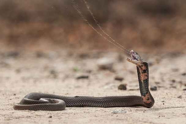 Mozambique Spitting Cobra