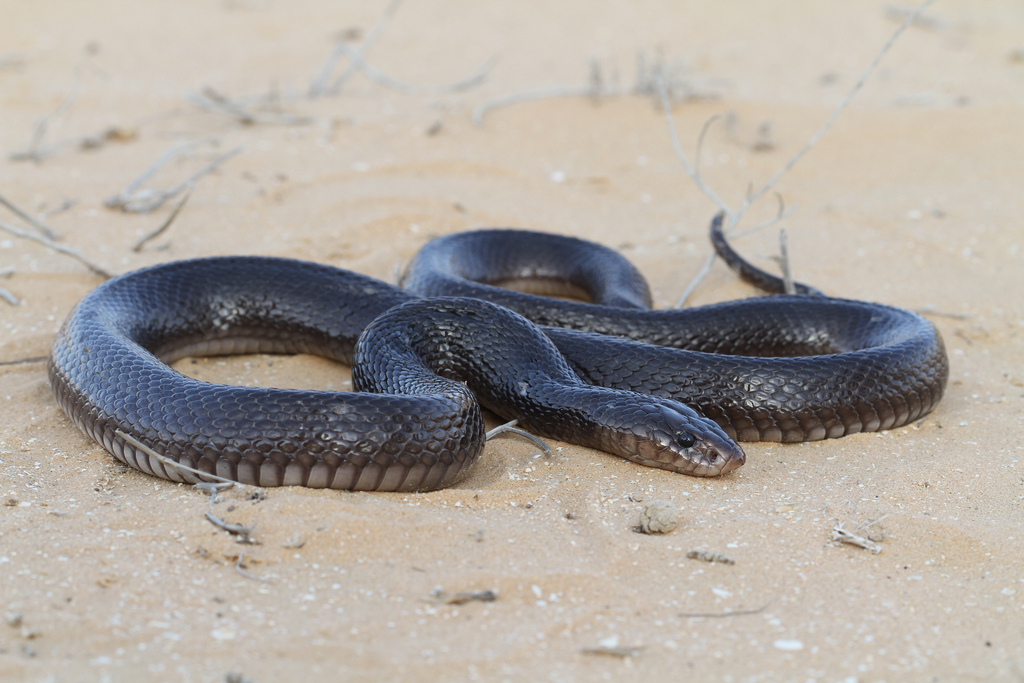 Black Desert Cobra