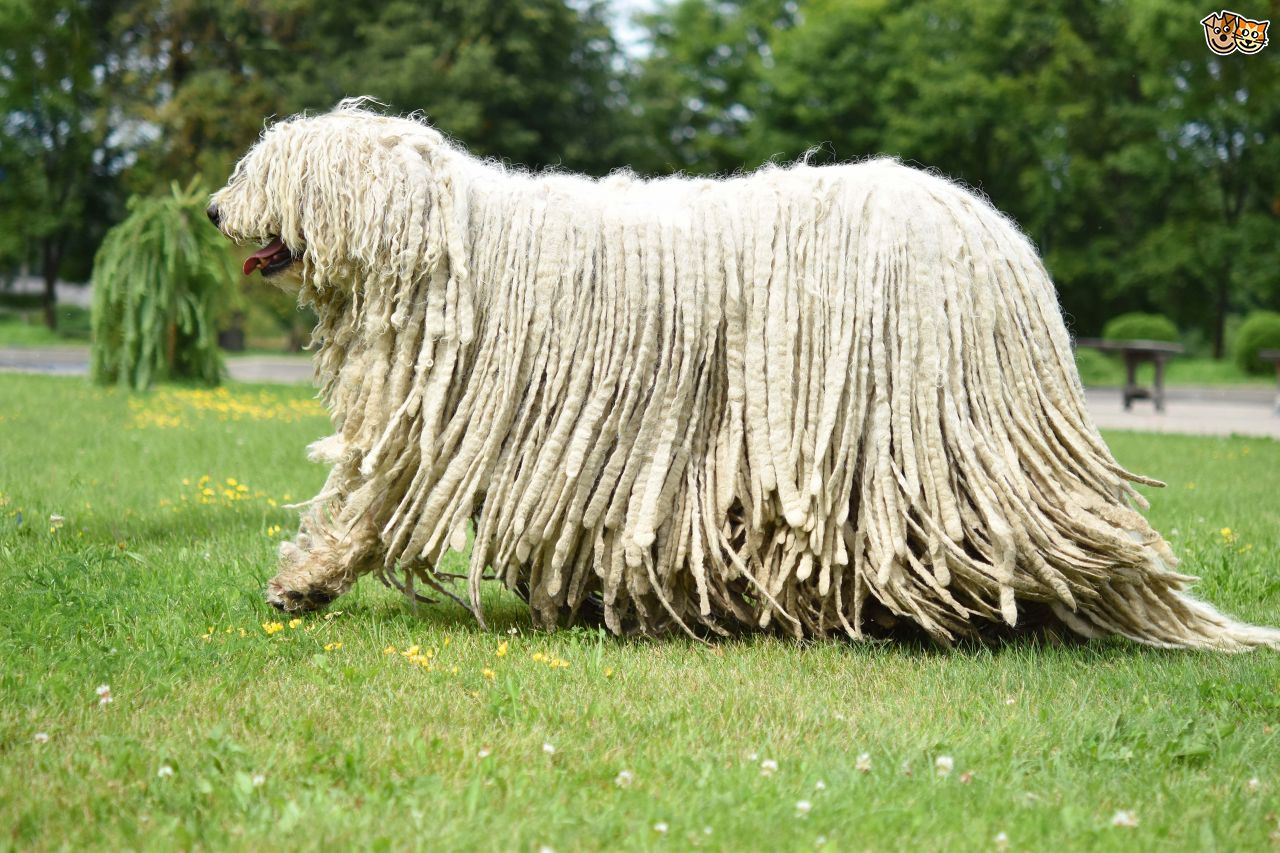 Komondor