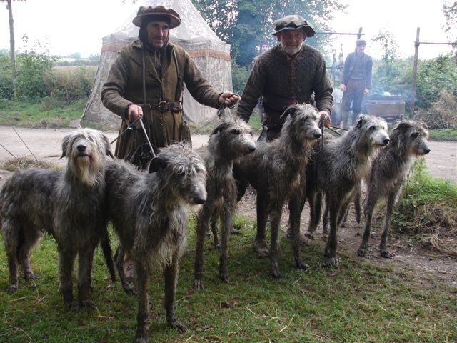 Scottish Deerhound