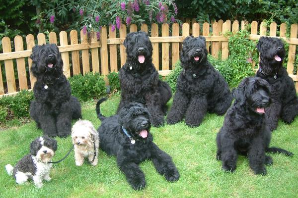 Russian Black Terrier