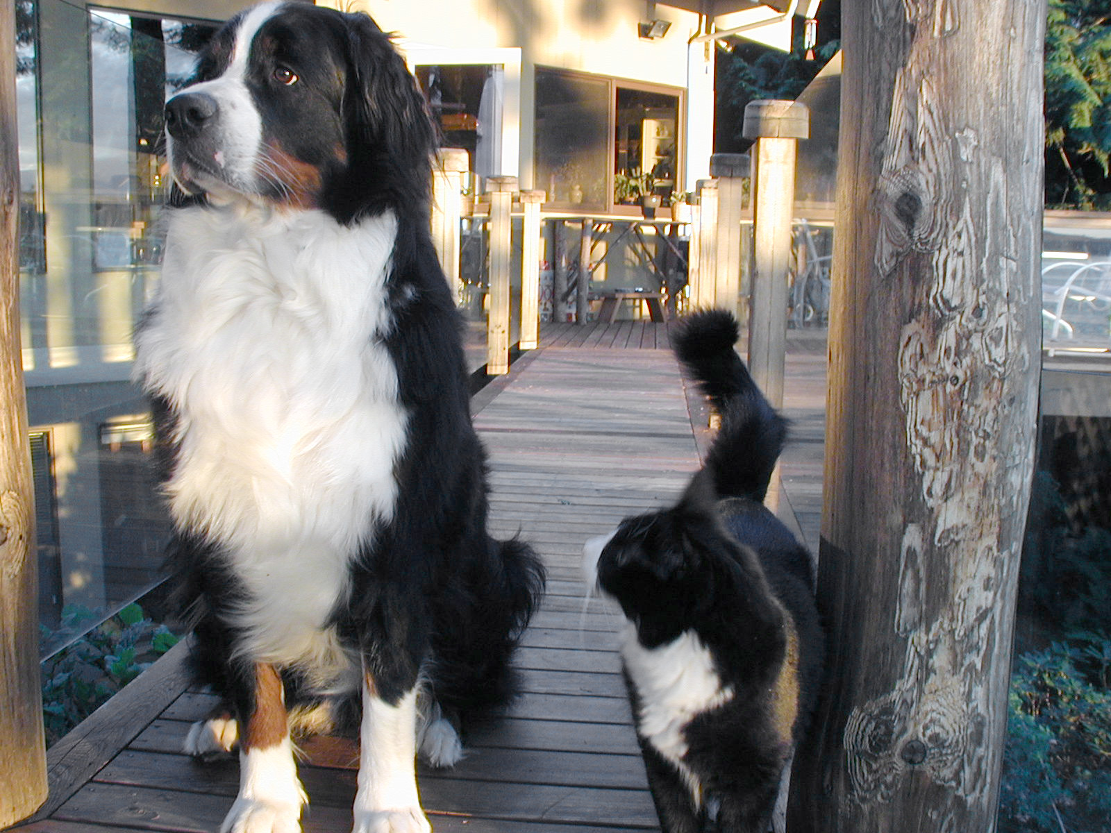 Bernese mountain dog