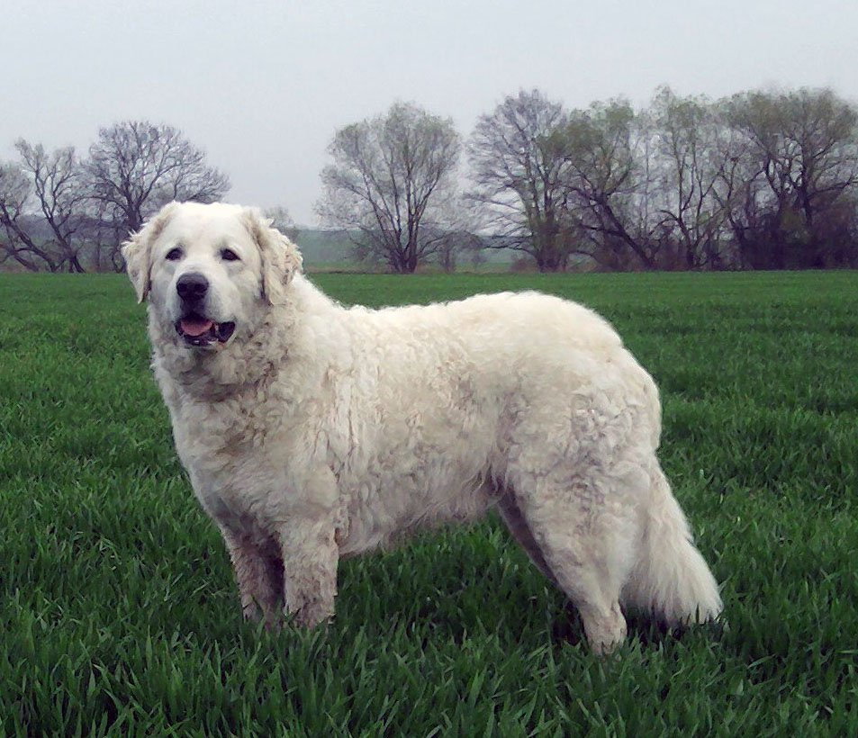 Kuvasz