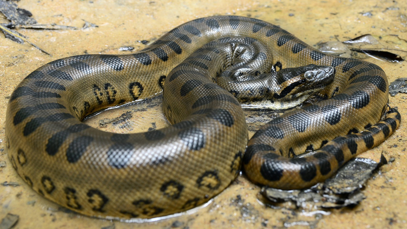 Anaconda