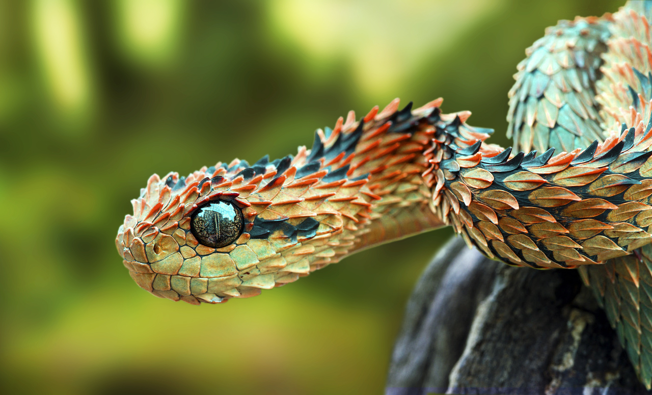 Atheris Hispida