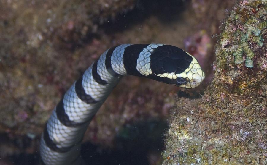 Belcher's Sea Snake