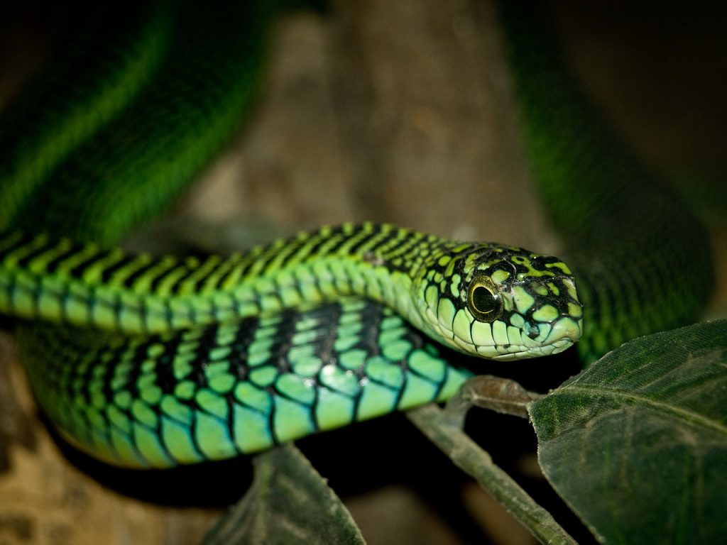 The Most Deadly Snakes In The World | HorizonTimes | Page 8