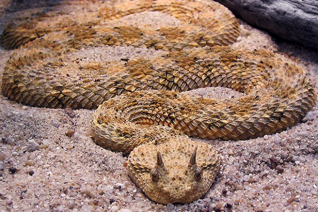 Desert Horned Viper