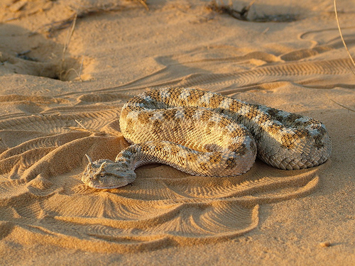 Horned Viper