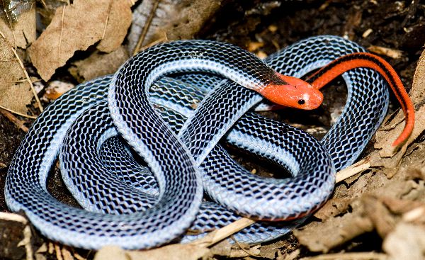 Malayan Snake