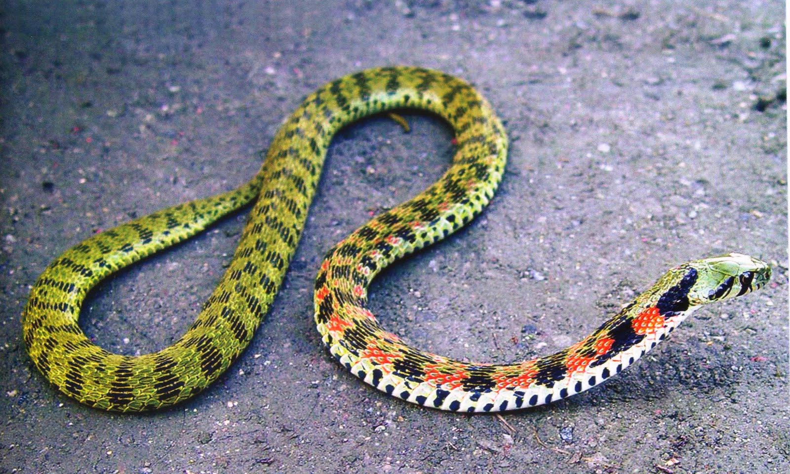 Tiger Keelback