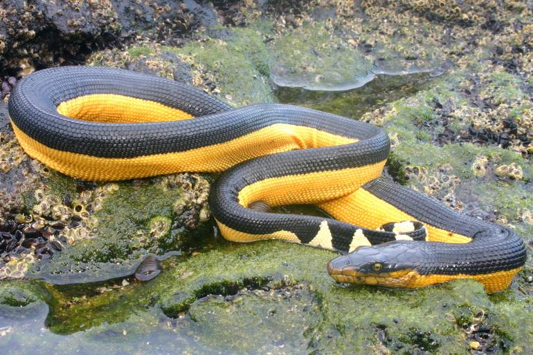 Yellow Bellied Sea Snake