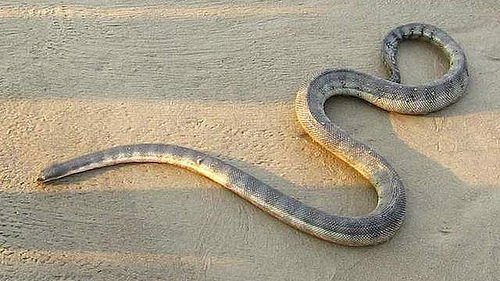 Peron's Sea Snake