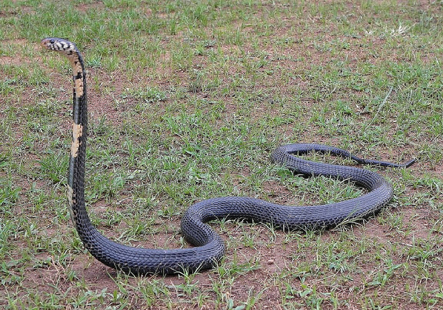 Forest Cobra