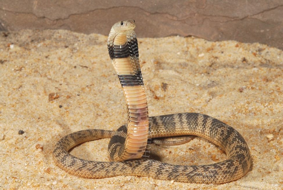 Caspian Cobra