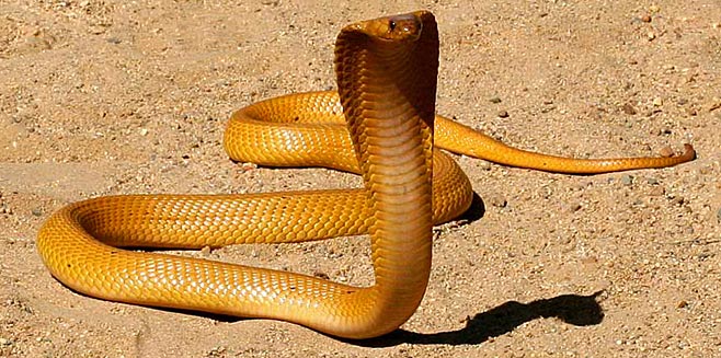 Cape Cobra