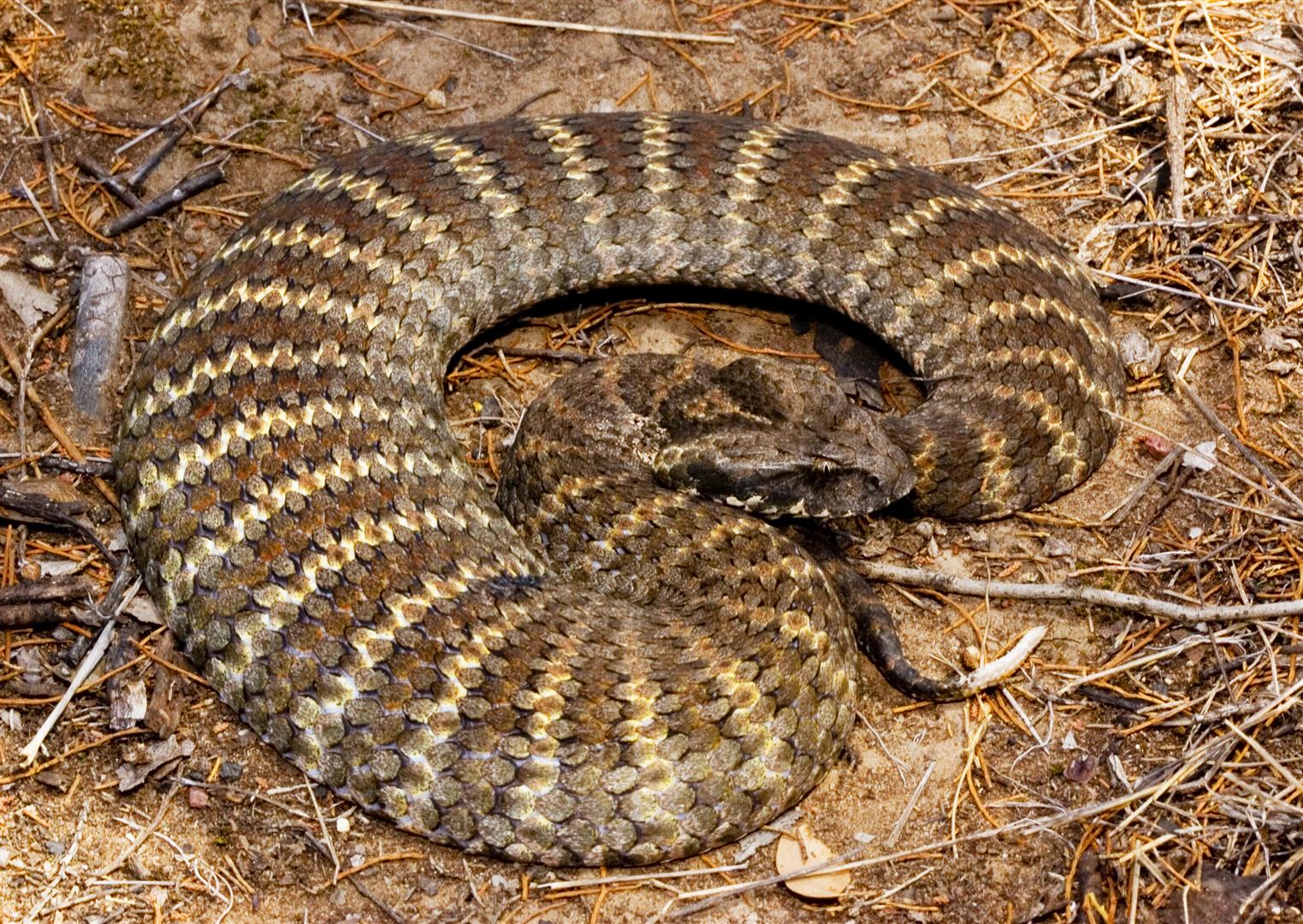 Common Death Adder