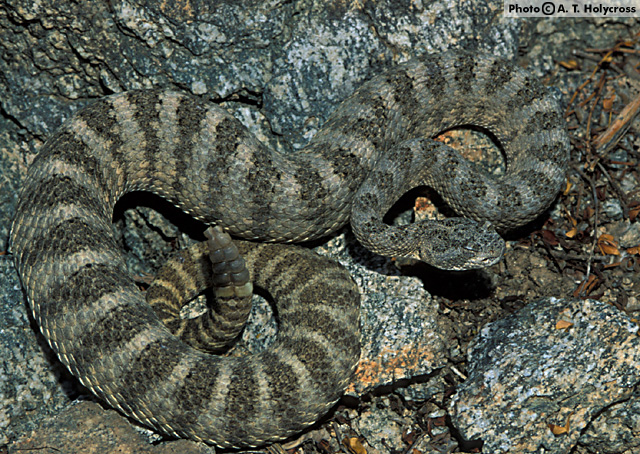 Tiger Rattlesnake