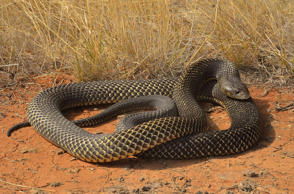 King Brown Snake Or Mulga Snake